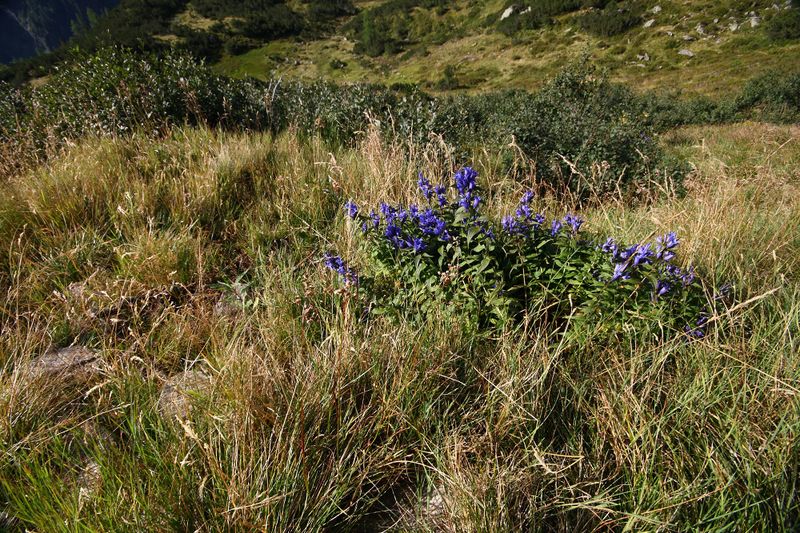 Datei:Lassachalm (Alm) 02532 2015-08-28.jpg