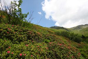 Mahdfeld großsölk 32512 2013-07-09.jpg