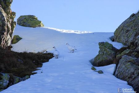 Schneehuhn1185.jpg