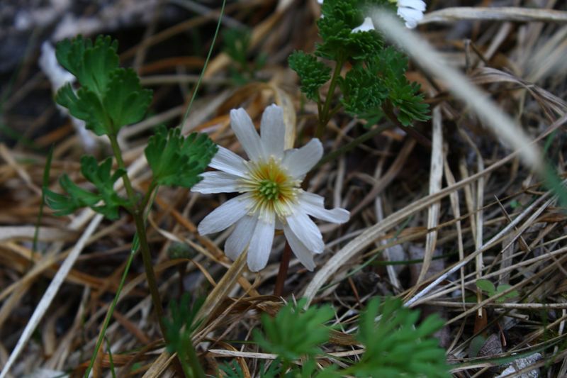 Datei:Wasserlochklamm palfau 70322 2018-04-23.jpg