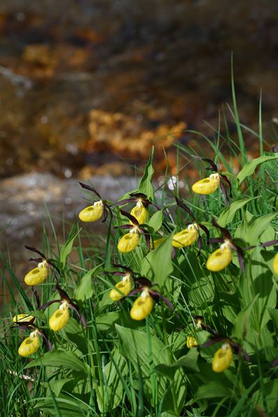 Datei:Frauenschuh 2112 2008-05-29.jpg
