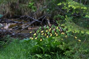 Frauenschuh 2263 2011-05-26.jpg