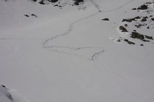 Klaffer 4469 2011-05-30.jpg