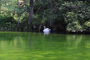 Ostersee altaussee-102-2019-06-27.jpg