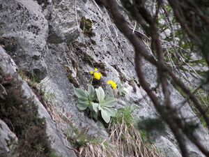 Petergstamm silberkar 90514 2006-05-10.jpg