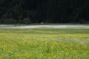 Tettermoor 2189 2009-05-29.jpg