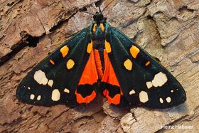 3376 Call dominula Schönbär.jpg