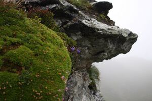 Brotrinndl 2713 2011-07-20.jpg