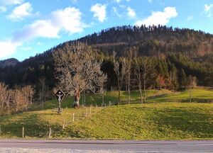 Buchauer Sattel1290373.JPG