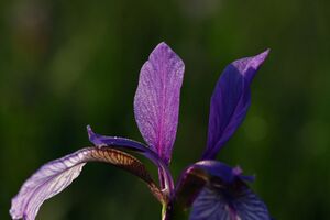 Enns-Altarme bei Niederstuttern 58777 2014-05-26.jpg