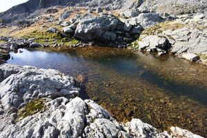 Goldlacken 0350 2013-10-08.jpg