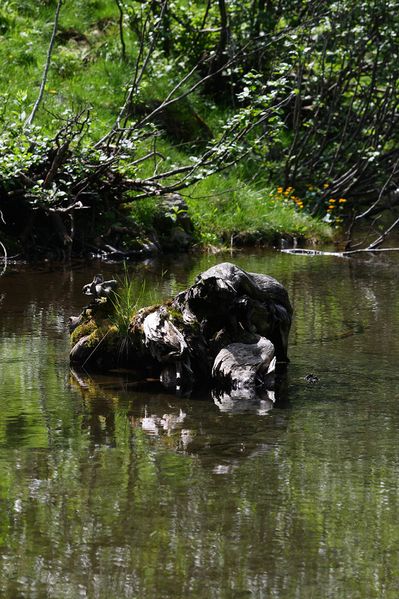 Datei:Im wildkar 23558 2008-06-26.jpg