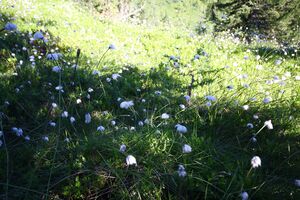 Klockalm 57759 2015-07-11.jpg