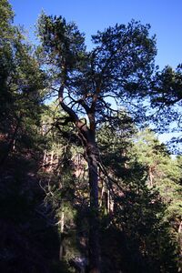 Rössingkogel 85086 2015-04-19.jpg