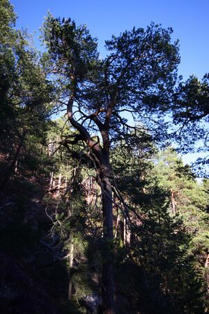 Rössingkogel 85086 2015-04-19.jpg