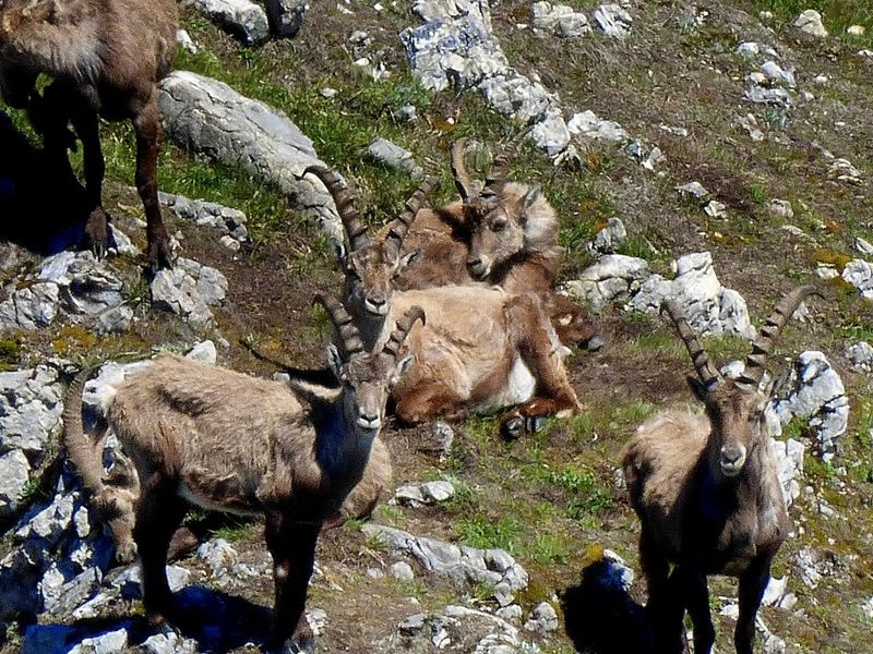 Datei:Steinböcke -Gößeck 60041 2014-06-10.JPG
