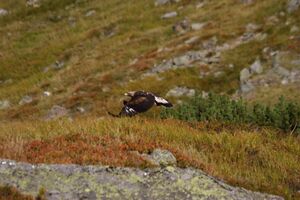 Adler 1009 2013-09-25.jpg