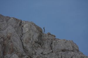 Dachsteingipfel 0297 2011-06-16.jpg