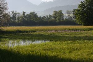 Enns-Altarme bei Niederstuttern 58821 2014-05-26.jpg