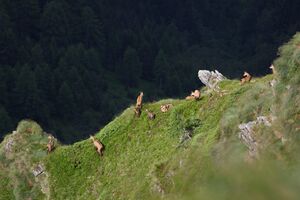 Gemsen speiereck kleinsölk 00876 2015-07-09.jpg