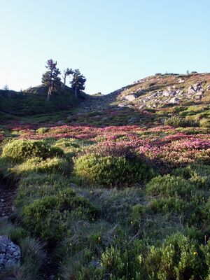 Guschen 15214 2002-06-30.jpg