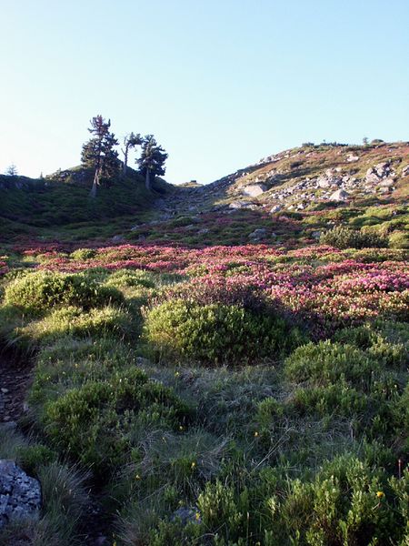 Datei:Guschen 15214 2002-06-30.jpg