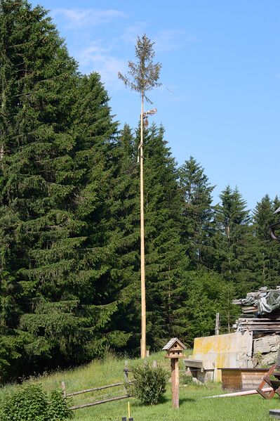 Datei:Maibaum vlg Hochberger-0571-2023-06-14.jpg