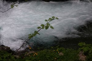 Obertalbach -neualm 25150 2009-06-17.jpg