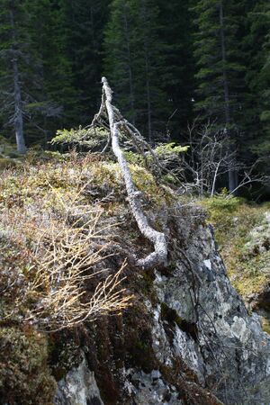 Strickerkar 55669 2014-05-02.jpg