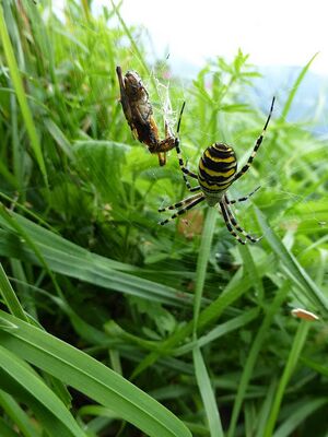 Wespenspinne1240483.JPG