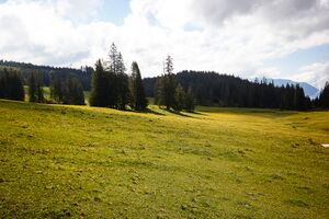 Zlaimmöser-Moore zleimalm-100-2020-05-27-4.jpg