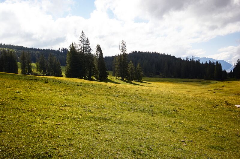 Datei:Zlaimmöser-Moore zleimalm-100-2020-05-27-4.jpg