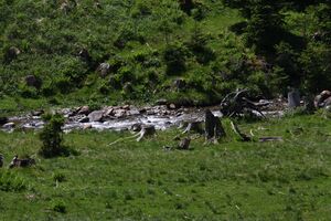 Beireutbach 90282 2015-06-08.jpg