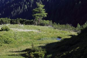 Gumpenkar 53238 2017-07-05.jpg