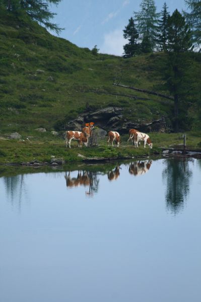 Datei:Moaralmsee 1282 2008-07-27.jpg