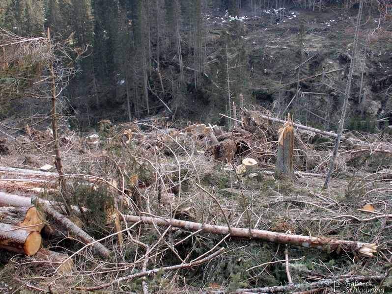 Datei:Windwurf sattental3985.jpg