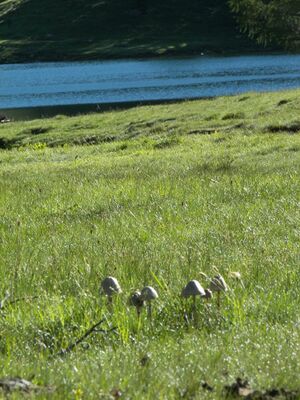 Duisitzkarsee 16012 2006-07-03.jpg