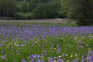 Enns-Altarme Niederstuttern 58424 2014-05-21.jpg