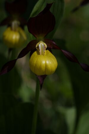 Frauenschuh 2240 2011-05-26.jpg