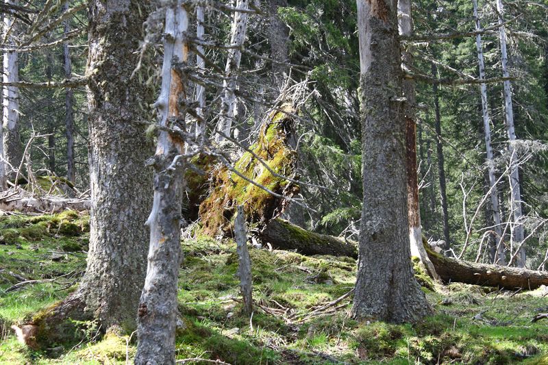 Datei:Strickerkar 55672 2014-05-02.jpg