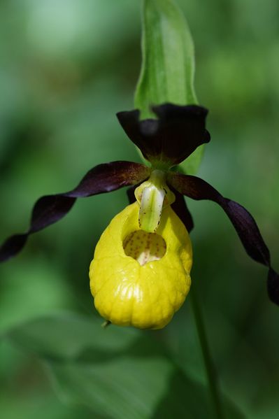 Datei:Frauenschuh 2010 2008-05-29.jpg