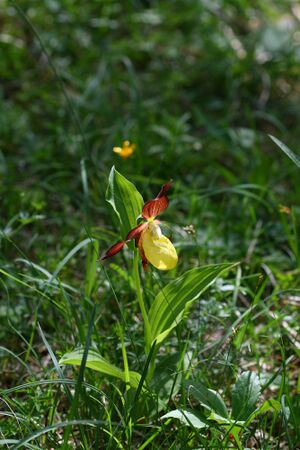 Frauenschuh 2050 2008-05-29.jpg