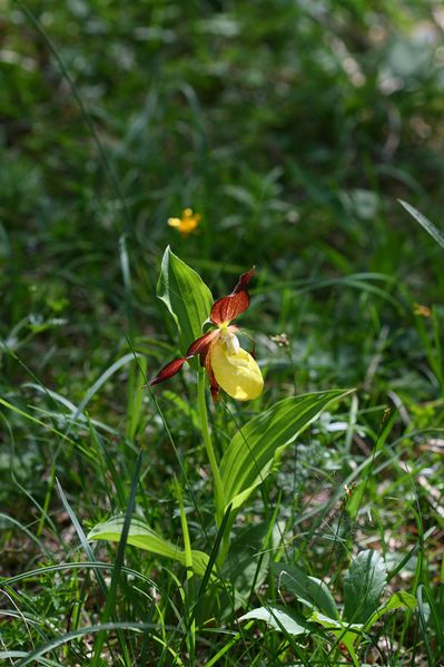 Datei:Frauenschuh 2050 2008-05-29.jpg