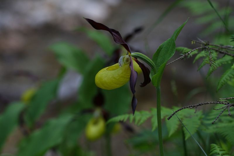 Datei:Frauenschuh 2186 2011-05-26.jpg