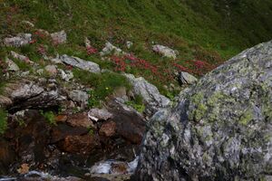 Herzmaierkar 32485 2011-07-06.jpg