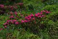 Rostblättrige Alpenro-katschtal 92341 2015-06-18.jpg