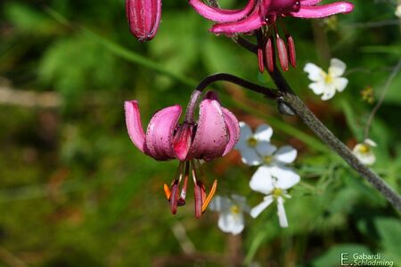 Türkenbundlilie4973.jpg