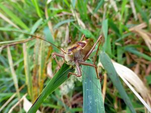 Braunes Heupferd-Tettigonia250460.JPG