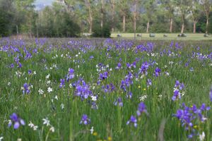 Enns-Altarme Niederstuttern 58395 2014-05-21.jpg