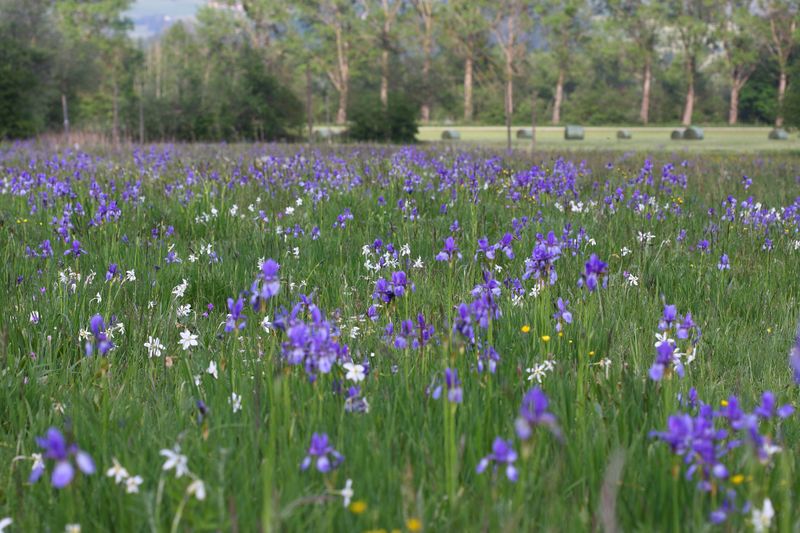 Datei:Enns-Altarme Niederstuttern 58395 2014-05-21.jpg